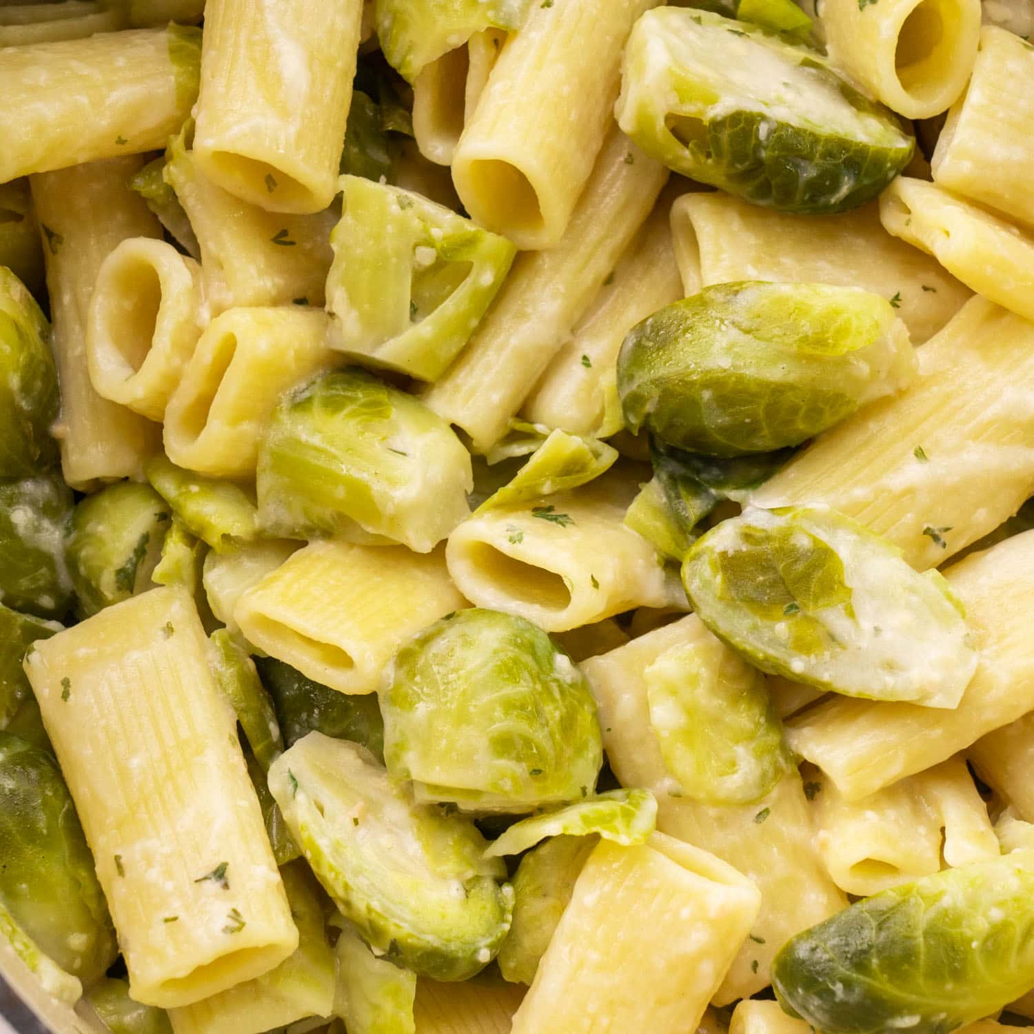 Creamy Brussels Sprouts Rigatoni: Quick Parmesan Sauce Recipe